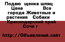 Подаю. щенка шпиц  › Цена ­ 27 000 - Все города Животные и растения » Собаки   . Краснодарский край,Сочи г.